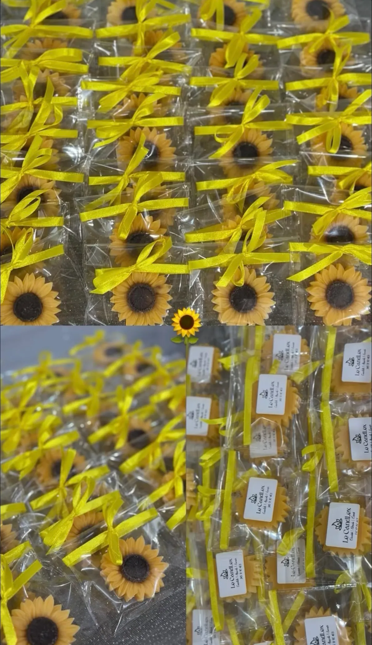 Girasole 70°