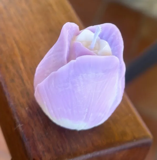 Tulipano