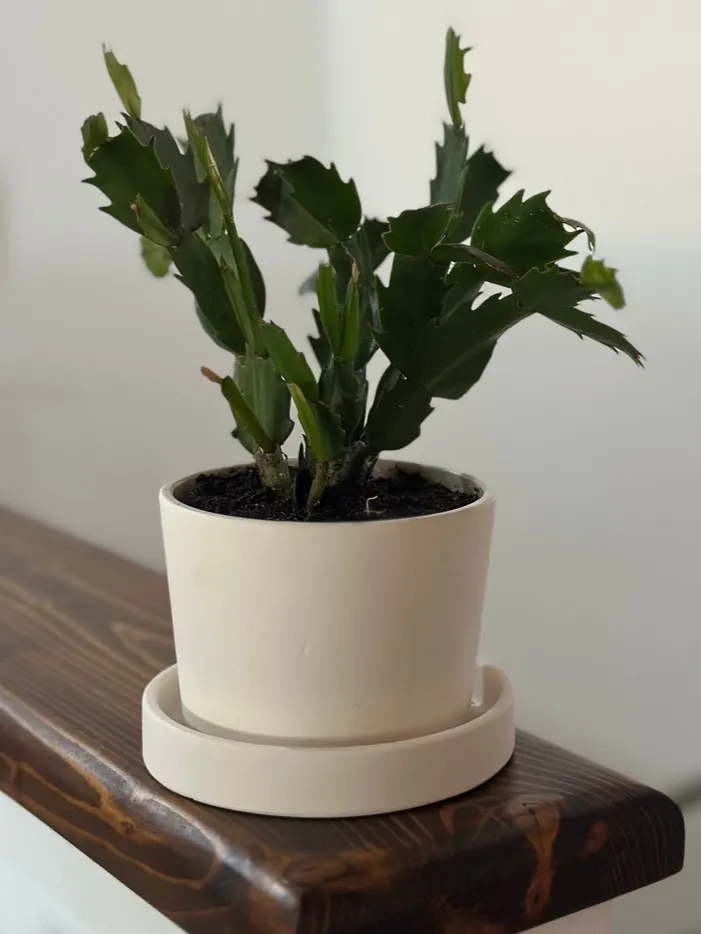 Vaso con sottovaso e coperchio